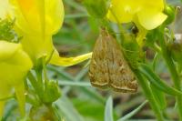Loxostege sticticalis