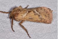 Triodia sylvina