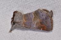 Clostera pigra