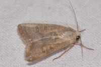 Hoplodrina ambigua