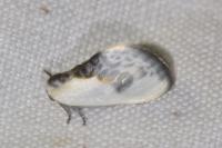 Cilix glaucata