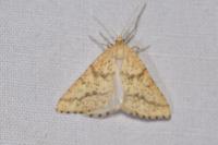Aspitates ochrearia