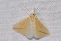 Rhodometra sacraria