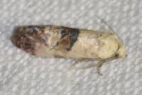 Cochylis posterana