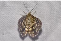 Chiasmia clathrata