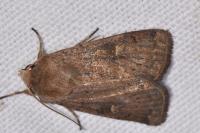 Xestia xanthographa