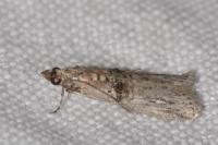 Nephopterix angustella