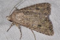 Anarta trifolii