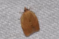 Clepsis consimilana