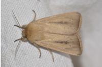 Sesamia nonagrioides