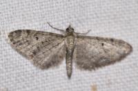 Eupithecia virgaureata