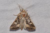 Luperina dumerilii
