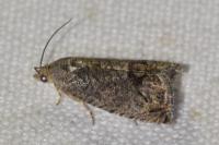 Cydia splendana