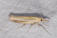 Agriphila tristella