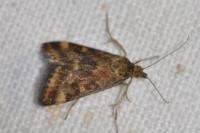 Pyrausta despicata