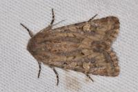 Luperina testacea