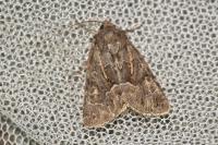 Thalpophila matura