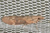 Lamoria anella