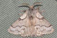 Trichiura crataegi