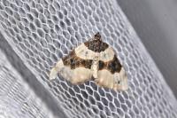 Cosmorhoe ocellata