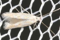 Ptocheuusa paupella