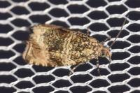 Celypha lacunana