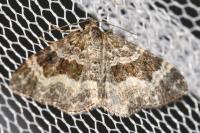 Epirrhoe alternata