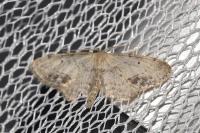 Idaea dimidiata