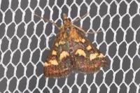 Pyrausta purpuralis