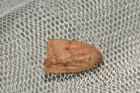 Noctua interjecta