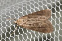 Parapoynx stratiotata