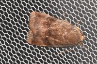 Noctua janthina