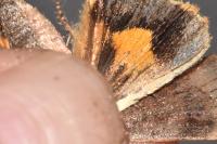 Noctua janthina