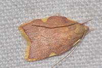 Carcina quercana
