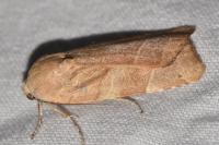 Noctua fimbriata