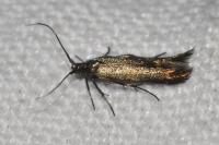 Coleophora
