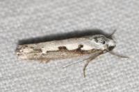 Ethmia bipunctella