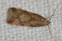 Brachmia blandella