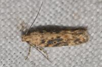 Scrobipalpa