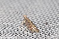 Scrobipalpa