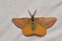 Lythria purpuraria