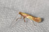 Caloptilia alchimiella