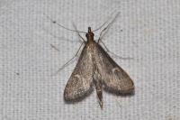 Dolicharthria punctalis