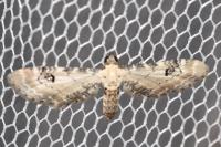 Eupithecia centaureata