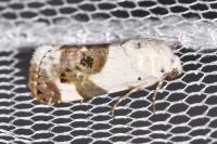 Acontia lucida