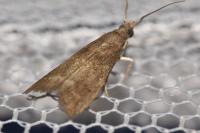 Eccopisa effractella