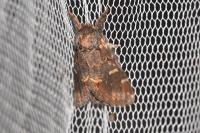 Notodonta dromedarius