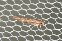 Pyroderces argyrogrammos