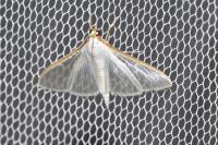 Palpita vitrealis