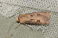 Agrotis exclamationis
